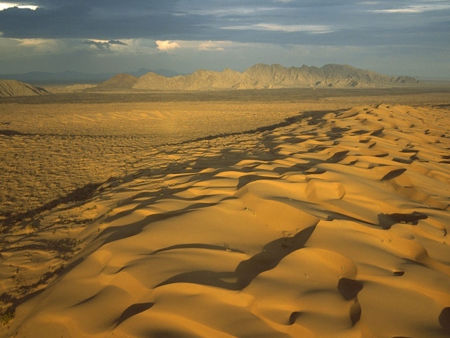 Мексиканская пустыня