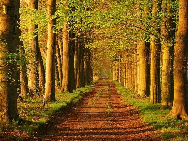 Лес в Голандии