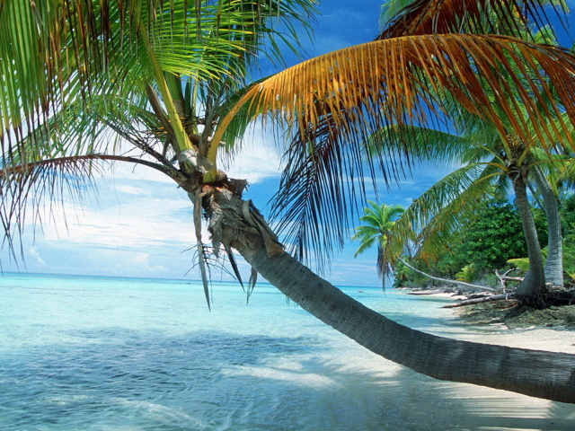 Французская Полинезия, раскинувшаяся пальма