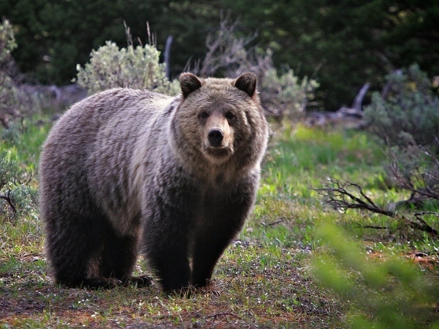 Бурый медведь