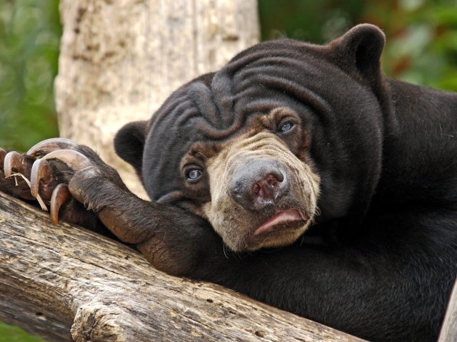 Угрюмый медведь