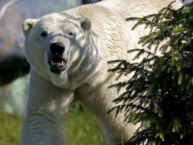 Белый медведь за елкой