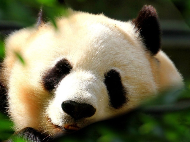 Спящая панда