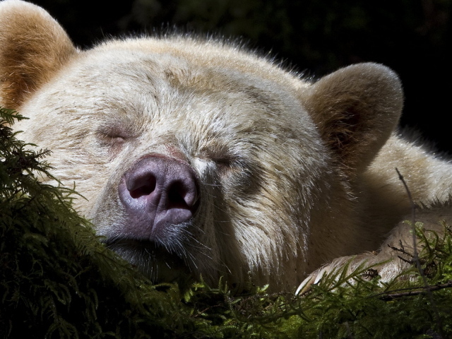 Спящий медведь