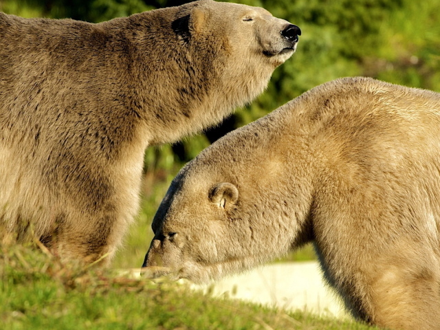 Два белых медведя