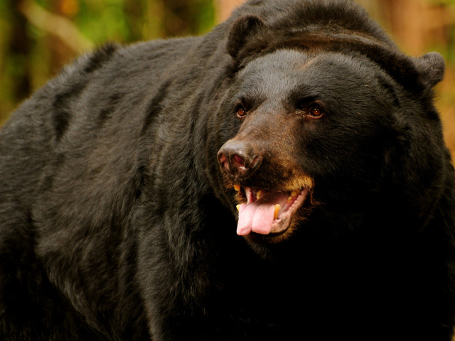 медведь Грызли