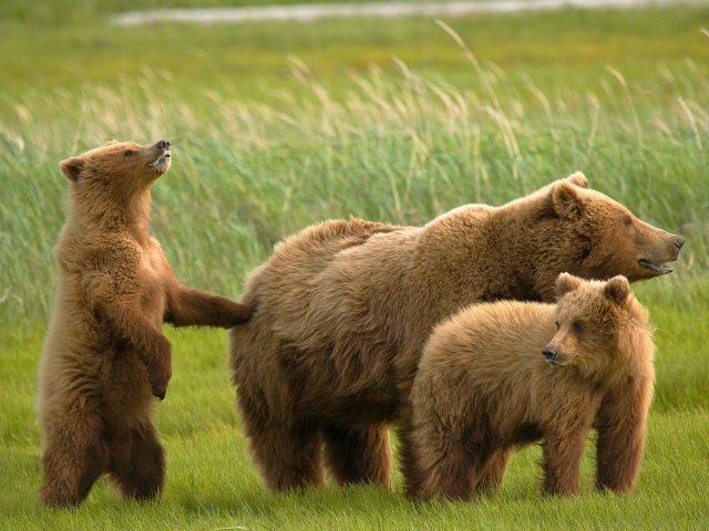 Медведь и медвежата