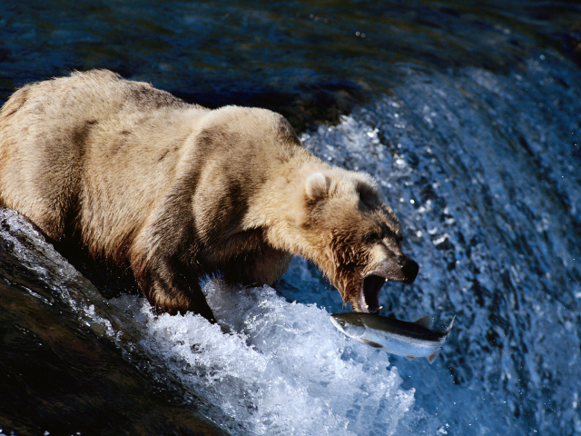 Медведь на рыбалке