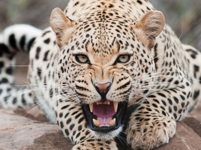 Огрызающийся леопард