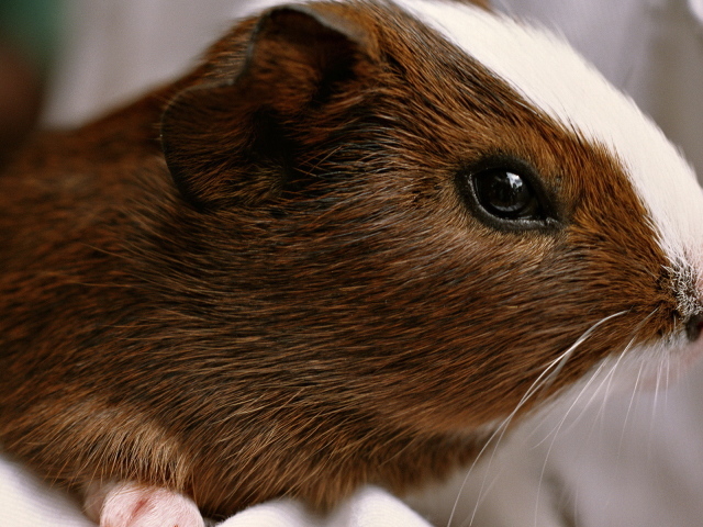 Морская свинка