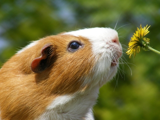 Морская свинка и одуванчик