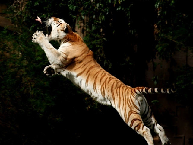 Прыжок за добычей