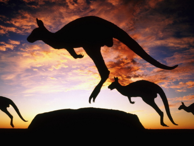 Кенгуру на закате