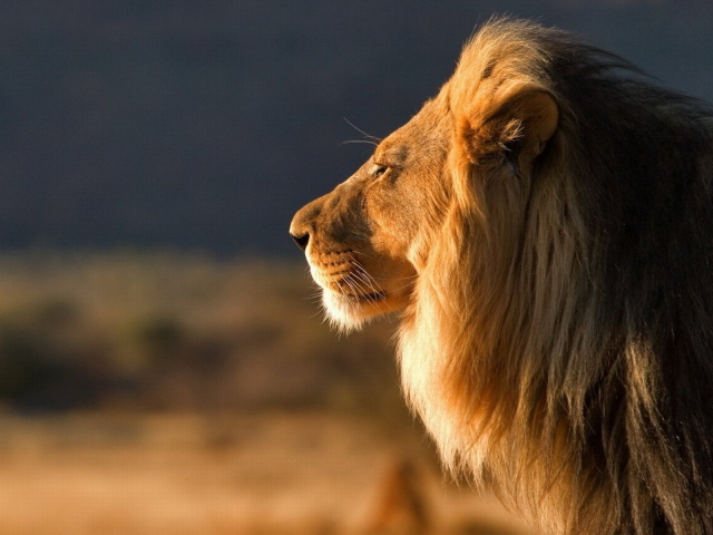 Царь зверей