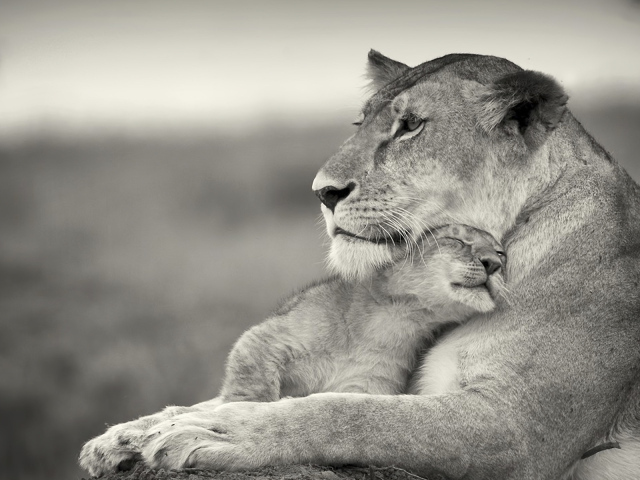 Львиная ласка