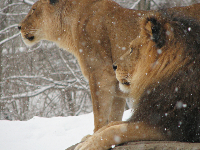 Лев и львица