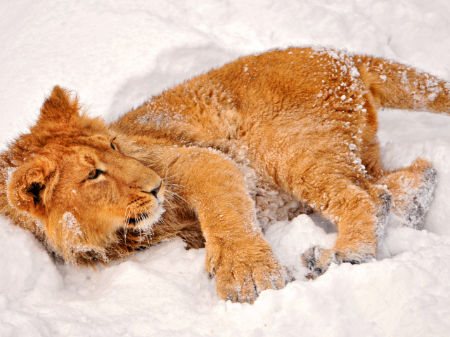 Львенок в снегу