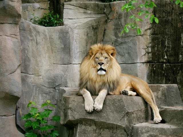 Лев на камнях