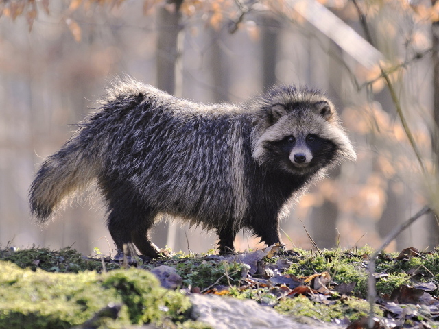 Одинокий енот