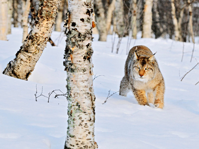 Рысь в роще