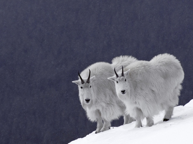 Горные бараны