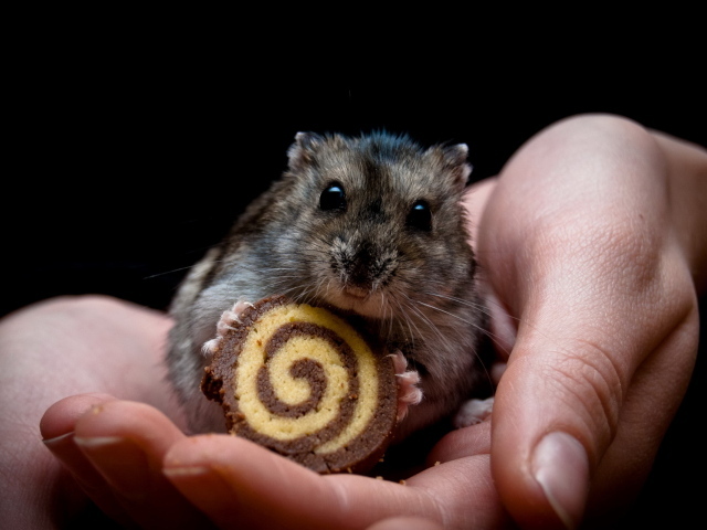 Мышонок и рулет