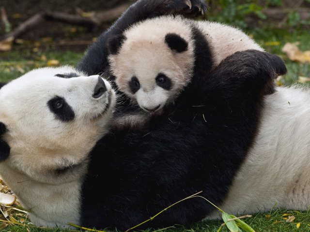 Панда и малыш