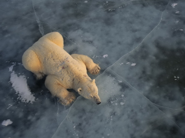 Белый медведь на льду