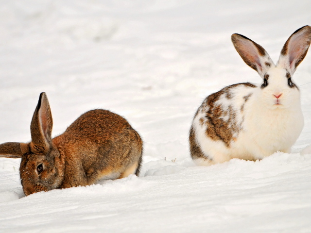 Кролики на снегу