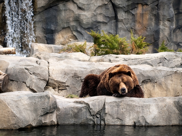 Отдыхающий бурый медведь
