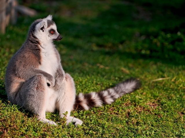 Сидящий лемур