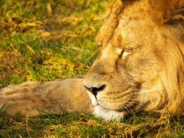 Спящий лев