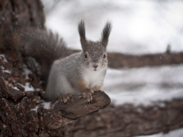 Белка на дереве