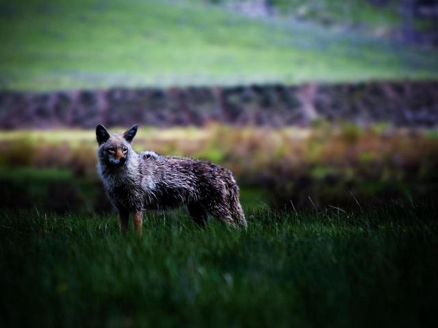 Койот в степи