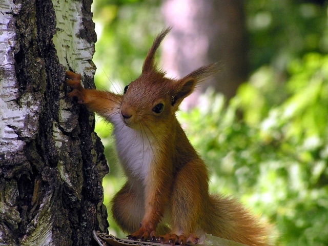 Любопытная белка