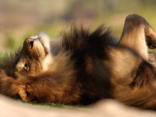 Расслабленный лев