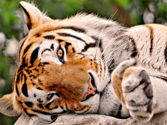 Тигриная мордашка