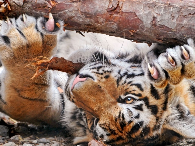 Тигр и бревно