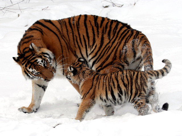 Тигрица и котенок