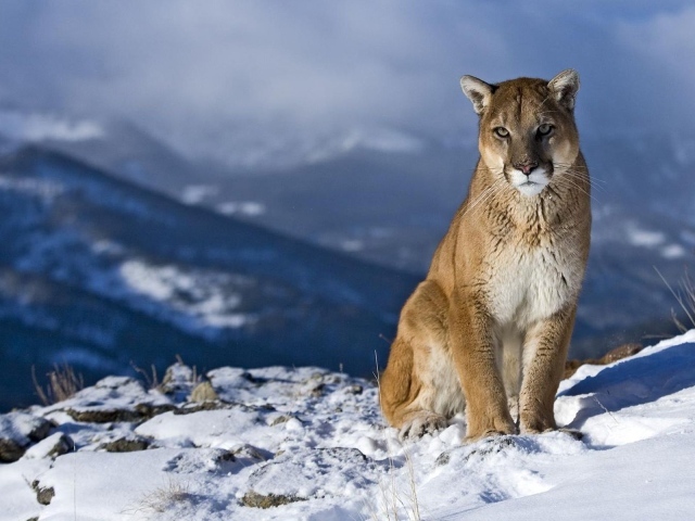 Уставший зверь