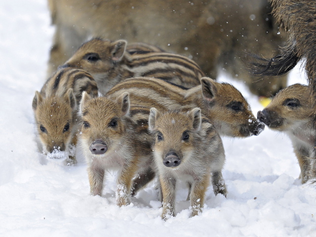 Дикие поросята