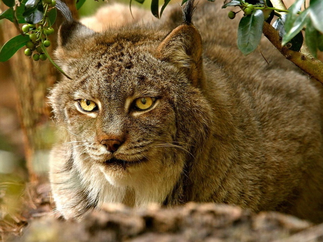 хищная Рысь