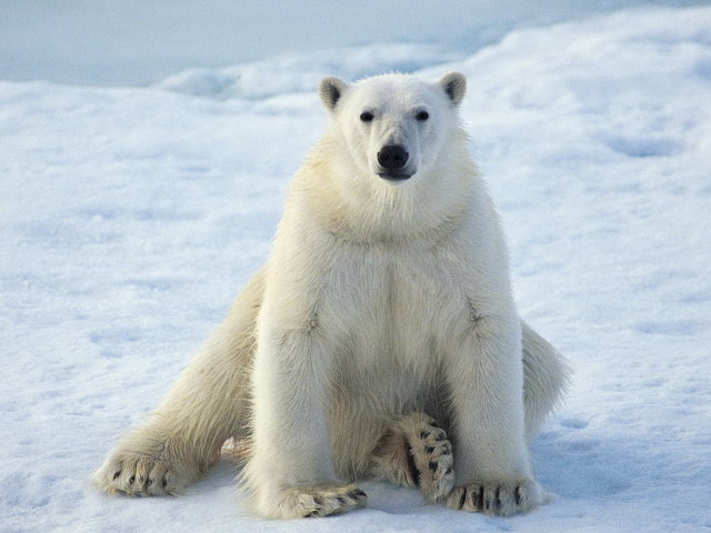 сидящий Белый медведь