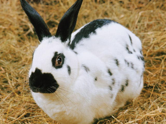 пятнистый Кролик