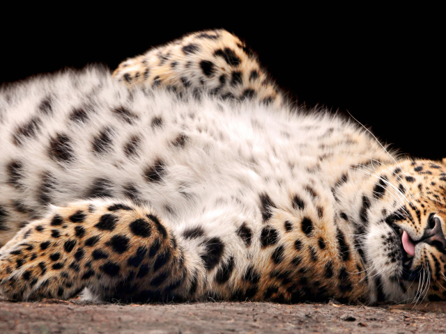 валяющийся Леопард