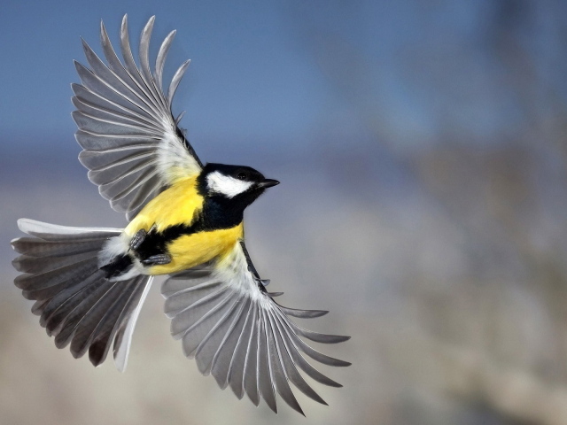 Синица в полете