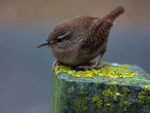 Птичка на пне