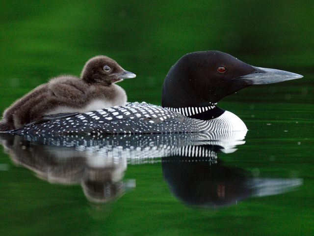 Птичка и птенец