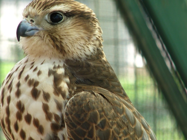 Хищная птица