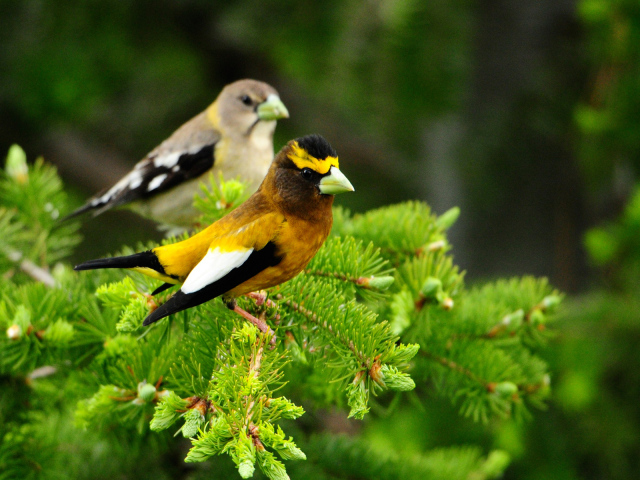 Птички на дереве